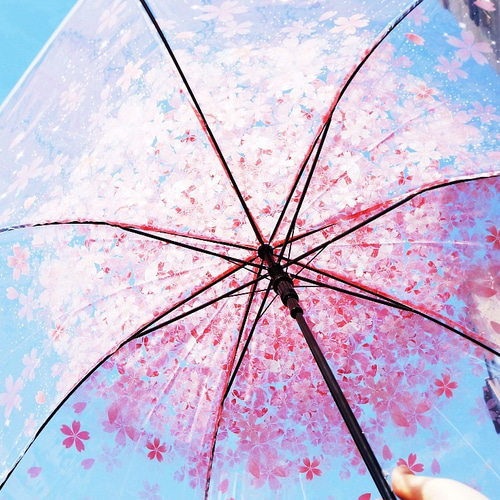 사쿠라돔 우산